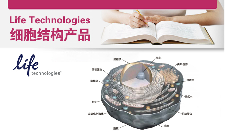 Life Technologies细胞结构产品（三）