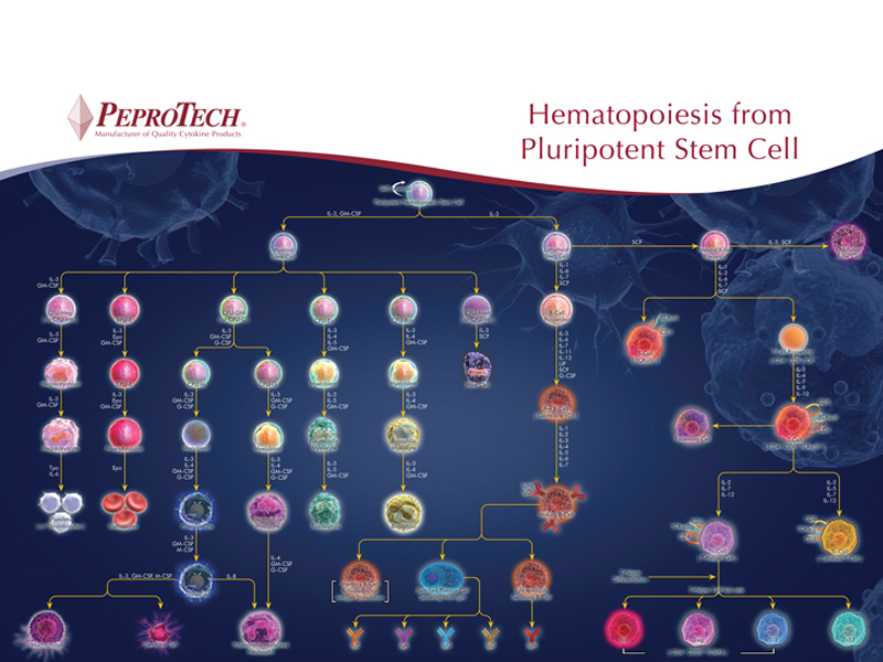 PeproTech造血干细胞研究挂图最新版，欢迎免费索取