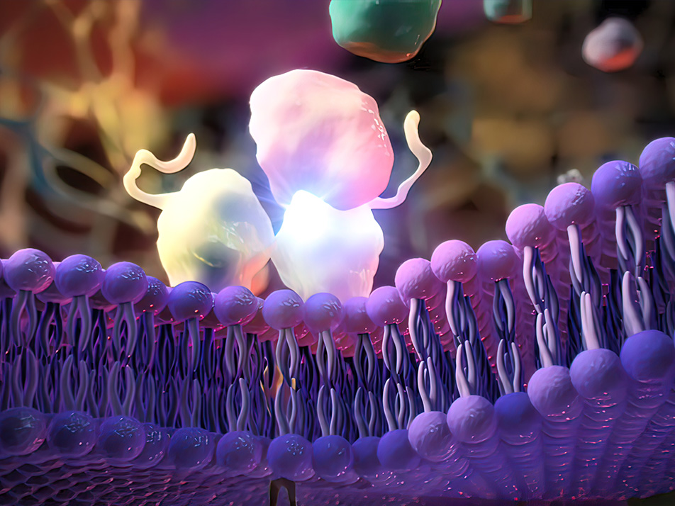 全新CD206抗体：助力巨噬细胞领域的突破