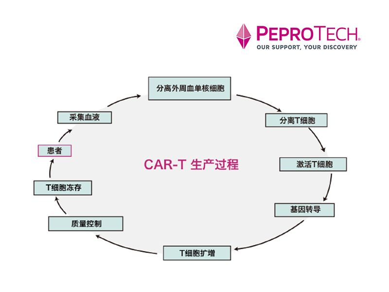 Read more about the article PeproTech助力CAR-T及免疫细胞治疗研究