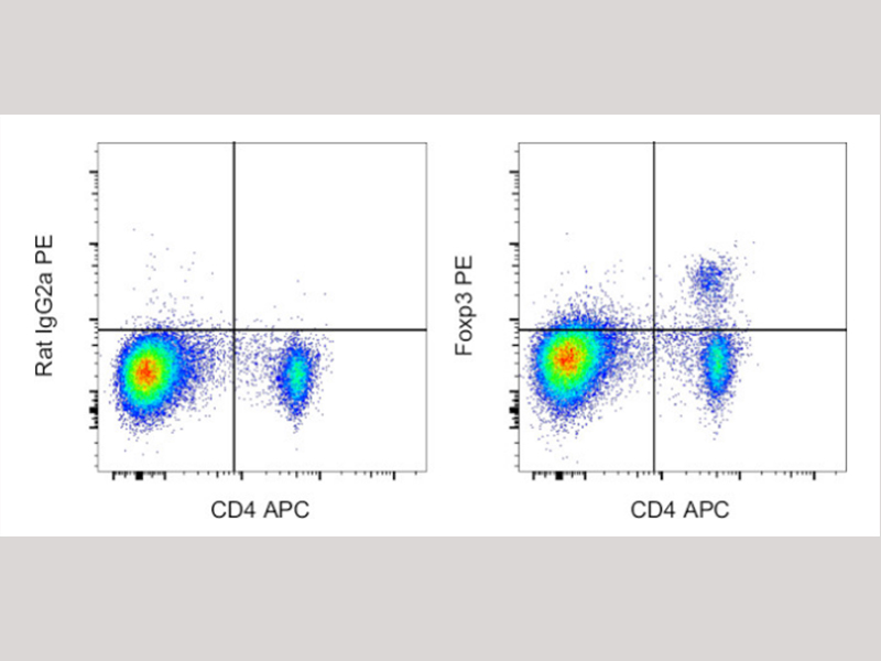 新品发布 | 大鼠Foxp3流式抗体上市了，速来体验吧